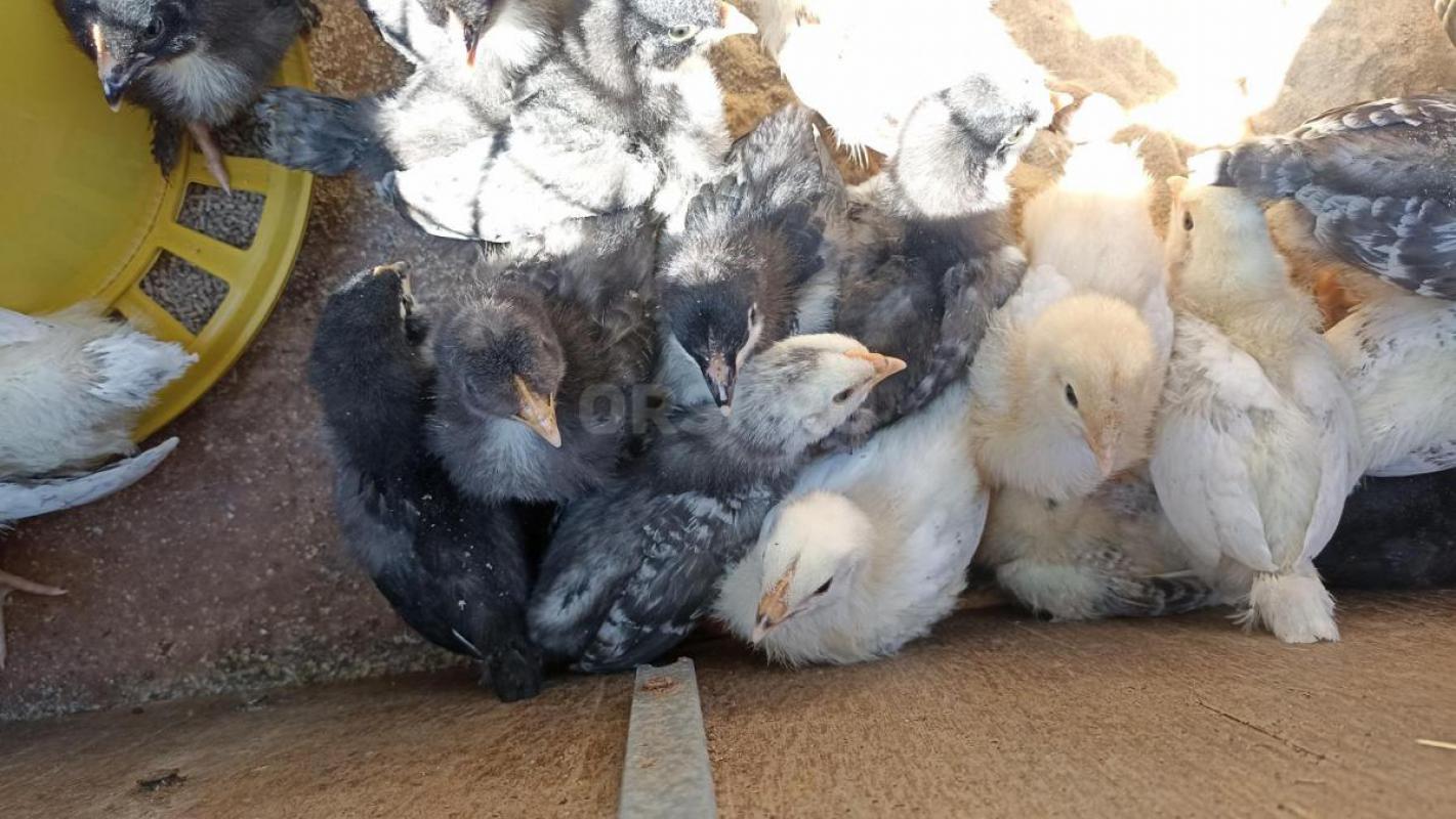 Продам цыплят от кур несушек. - Орск