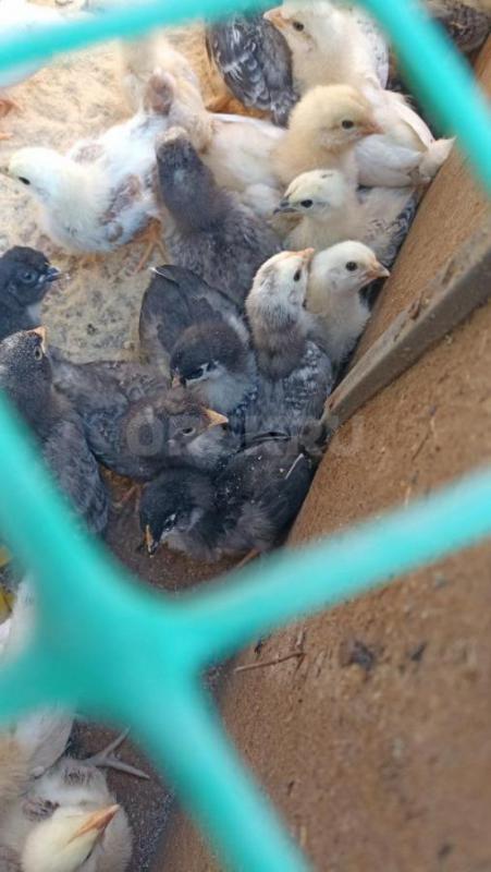 Продам цыплят от кур несушек. - Орск