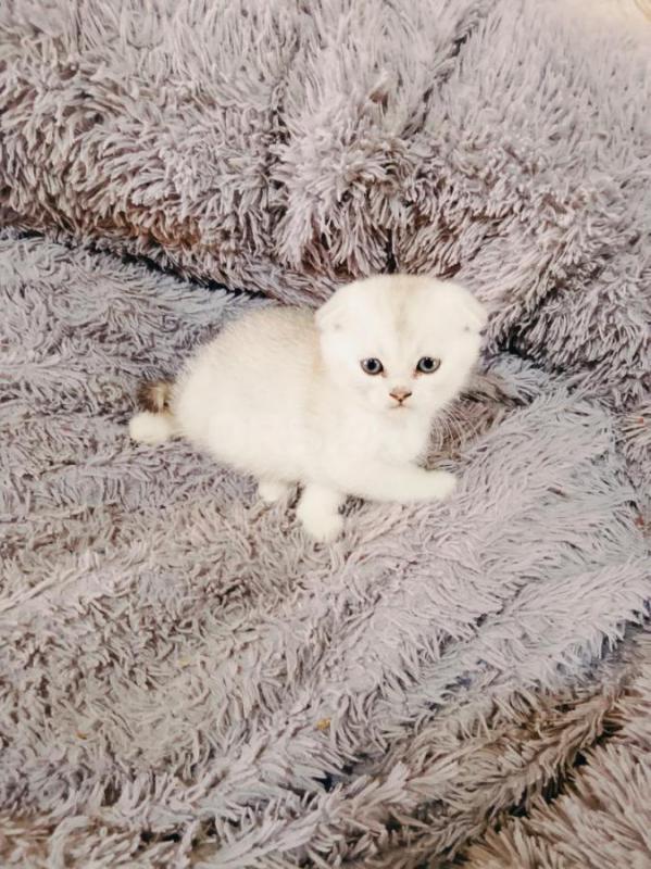 Чистокровные шотландцы, от правильной вязки, рождены 02.03.2026, в полноценной семье одна девочка и - Орск