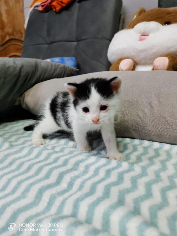 Отдадим в добрые руки котят. - Орск