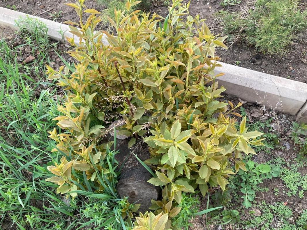 Требуется разнорабочий выкорчевать два пня в палисаднике. - Орск