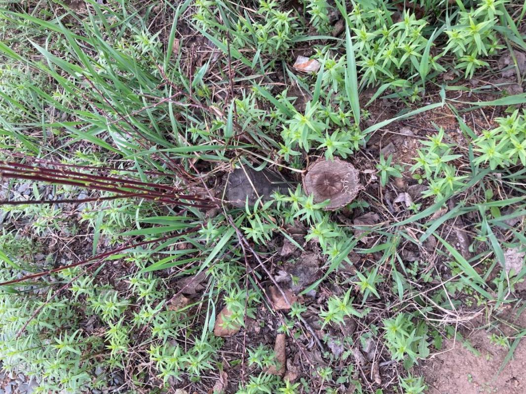 Требуется разнорабочий выкорчевать два пня в палисаднике. - Орск