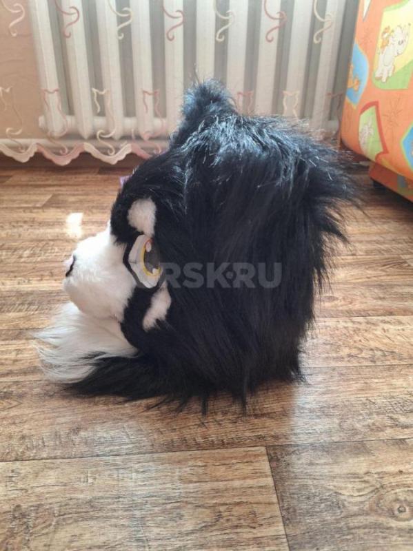 Фурсьют (Фурхед) кошки в отличном состоянии. - Орск