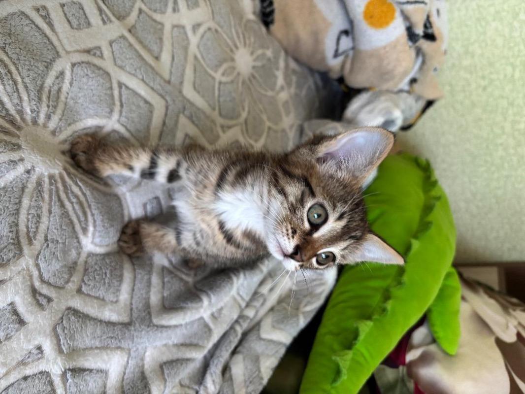 Отдам в хорошие руки ласкового любопытного котенка. - Орск