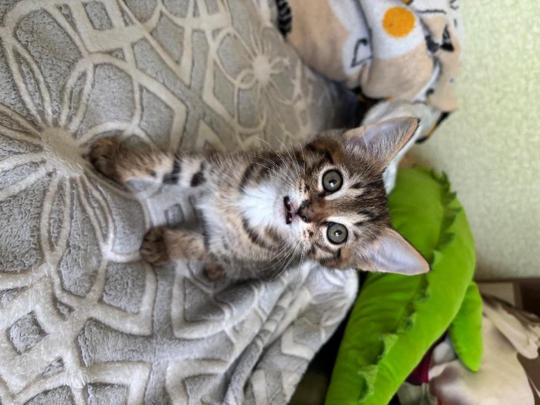 Отдам в хорошие руки ласкового любопытного котенка. - Орск