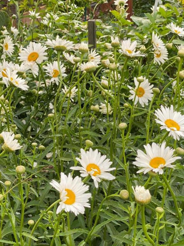 Продам
Cад огород в общ.;УРОЖАЙ ОЗТП 7 мкр.. - Орск