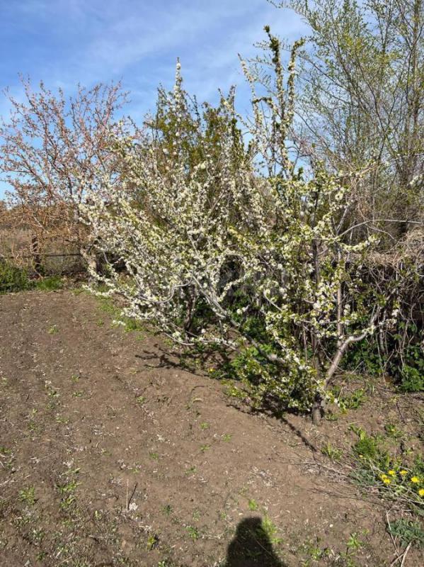 Продам
Cад огород в общ.;УРОЖАЙ ОЗТП 7 мкр.. - Орск