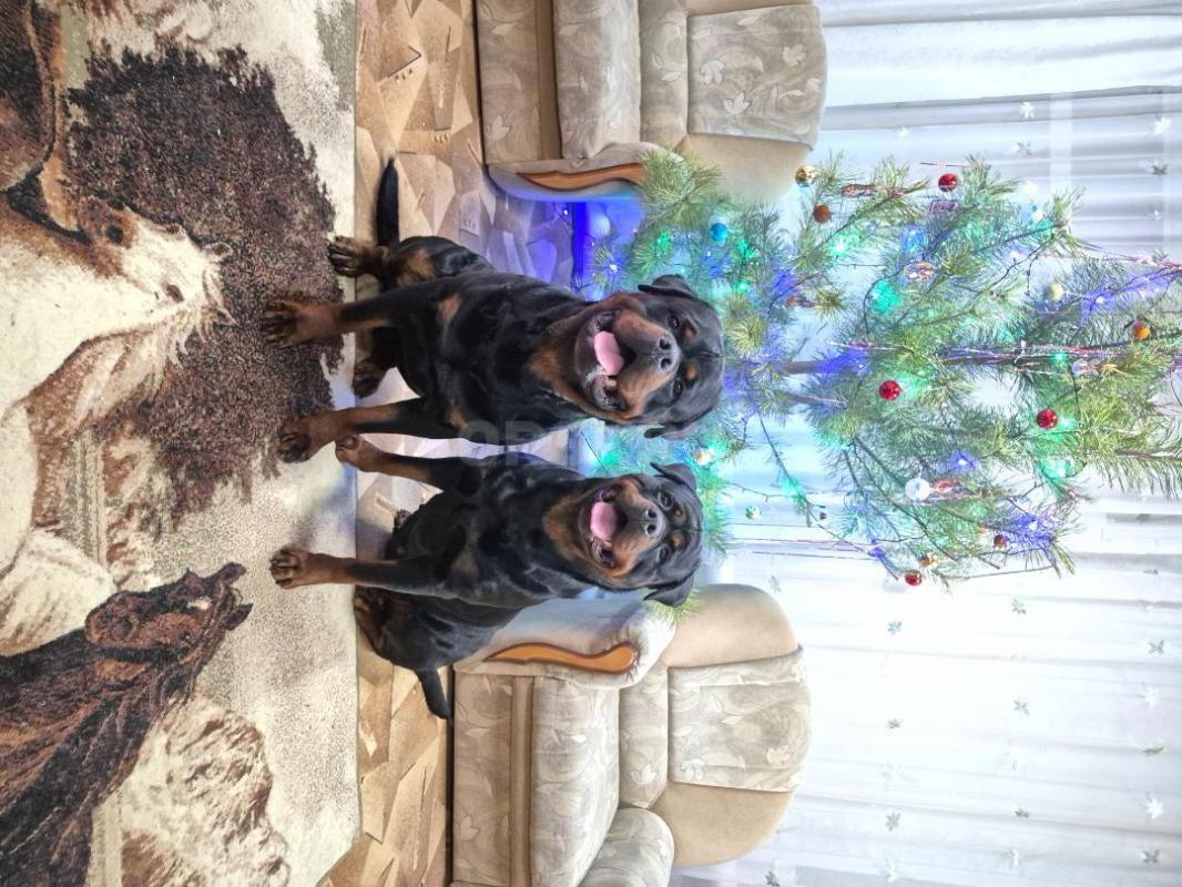 Поодаю щенков ротвейлера с отличной родословной. - Орск