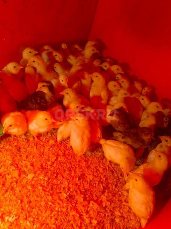 Продам цыплят. - Орск