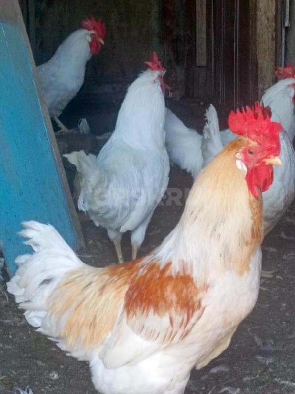 Продам цыплят. - Орск