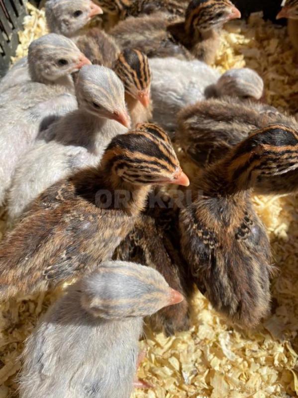 Началась  реализация суточных и подрощенных цыплят бройлера  Кобб -500, Арбор-Айкрес, Росс-308. - Орск