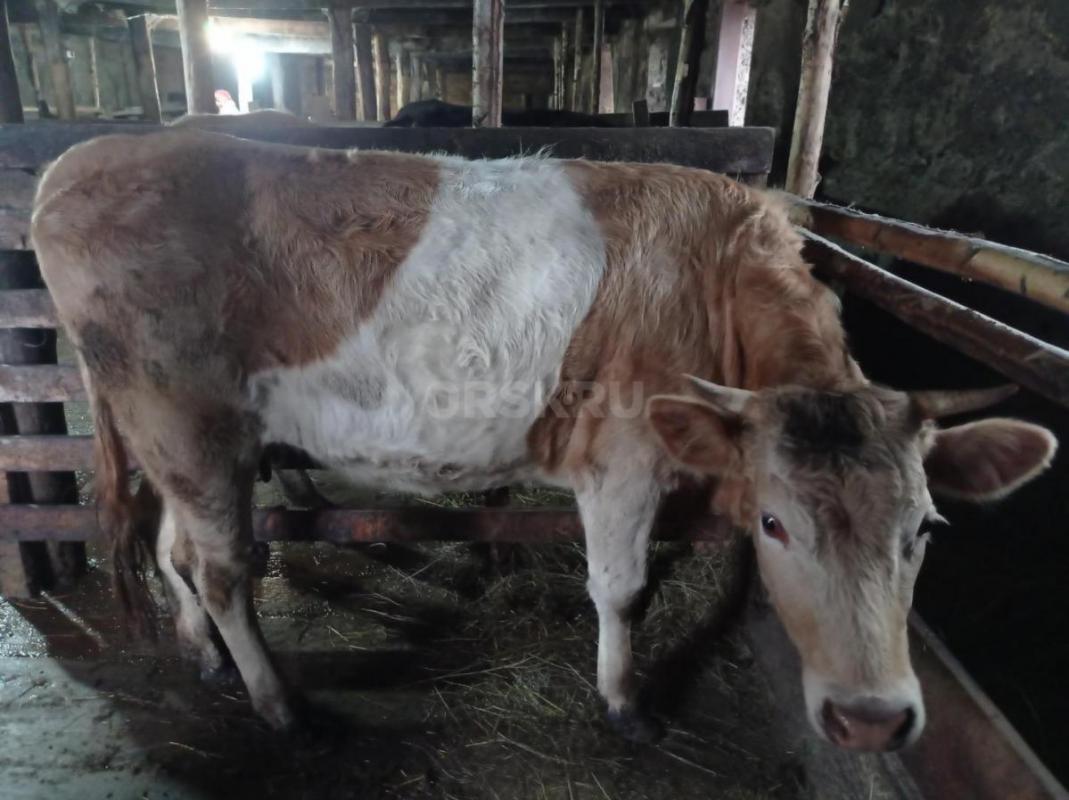 2 коровы дойные. - Орск