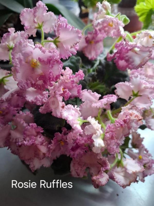 Продам детки и листовые черенки сортовых фиалок. - Орск