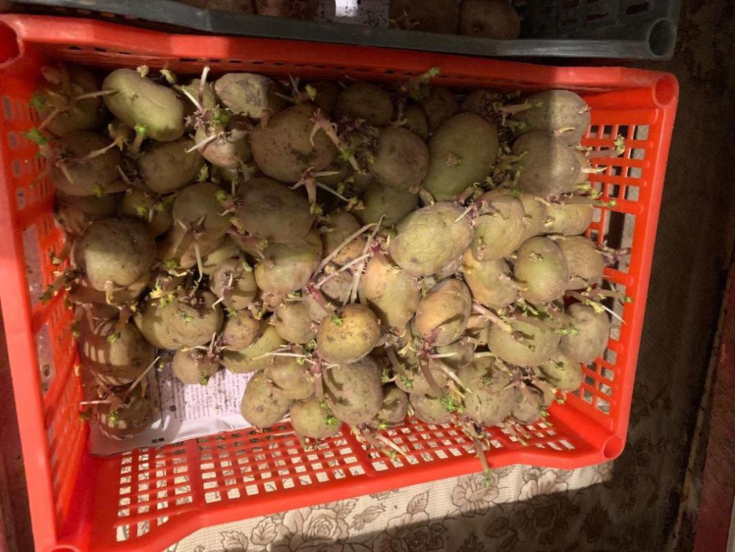 Семенной каптофель-250рублей/ ведро - Орск