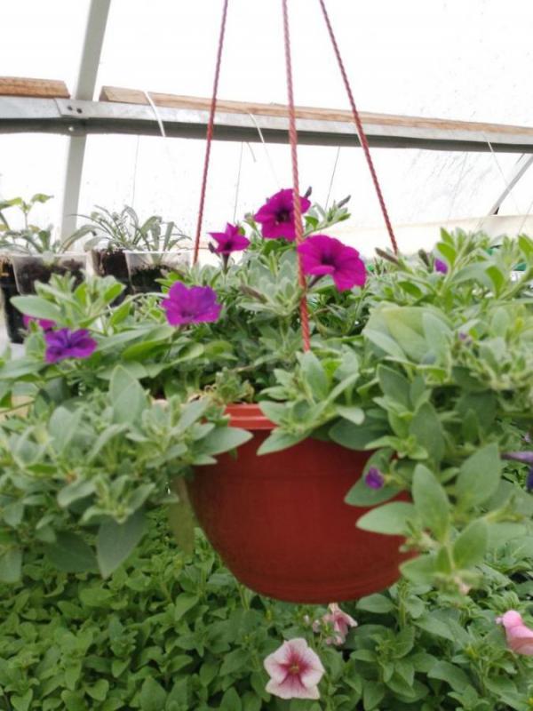 Продам цветочный рассаду и овощную в ассортименте. - Орск