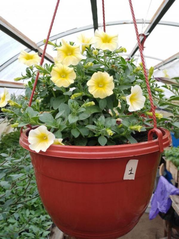 Продам цветочный рассаду и овощную в ассортименте. - Орск