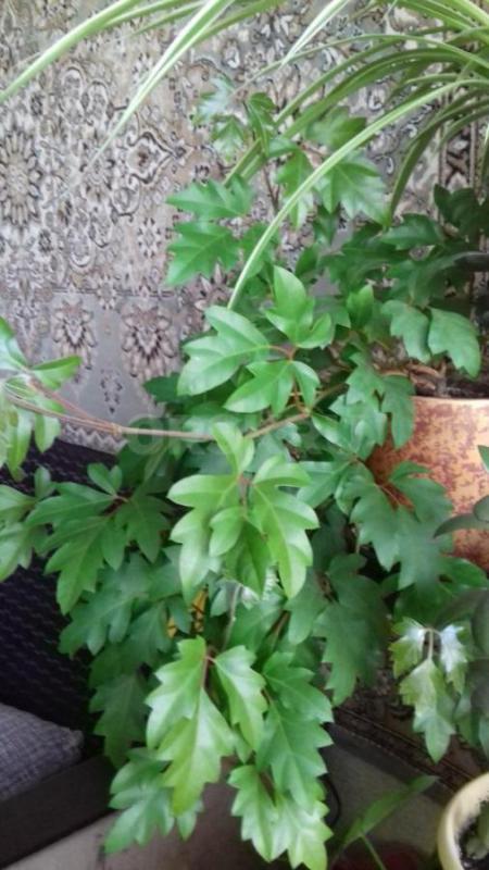 Продам комнатный цветок &amp;quot;Георгий победоносец&amp;quot;, &amp;quot;Девичий виног - Орск