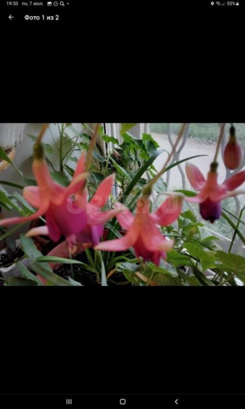 Бегония, Гиппеаструм циссус берёзка фуксия, 
Зефирантес цветет  по 100 руб - Орск