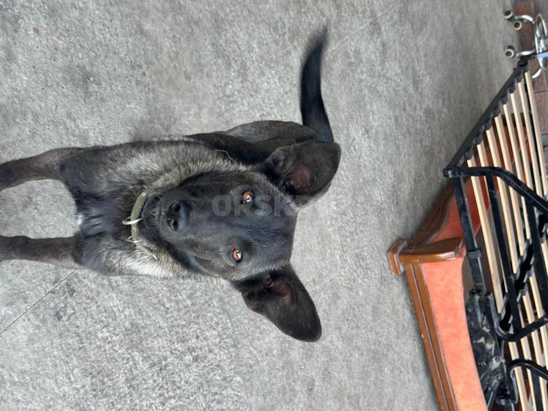 Отдам Кутенка в хорошие руки ! - Орск