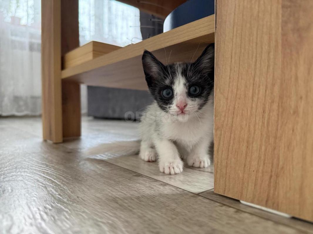 Котёнок, мальчик, 1,5 месяца. - Орск