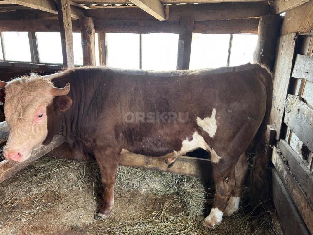 Продам быка 2 года. - Орск