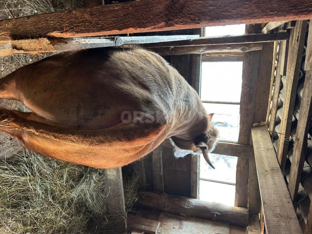 Продам быка 2 года. - Орск