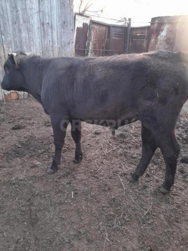 Продам бычка (1 год 3 мес)живым весом - Орск