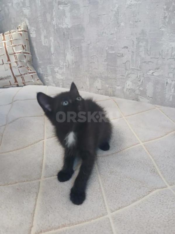 Двое из ларца одинаковых лица. - Орск