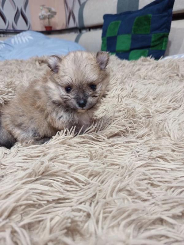 Продам щенков померанский шприц мини ченки родились 22.03.26г. - Оренбург