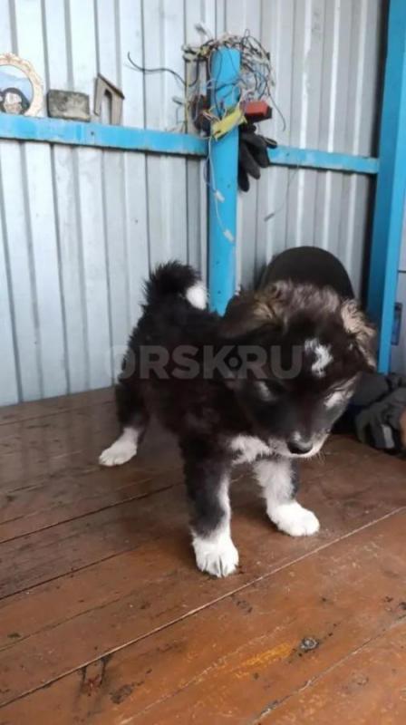 Продам щенков породы волкособ крови черного канадского волка, серой волчицы и маламута. - Орск