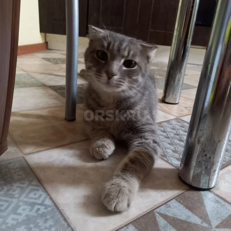Найден кот, улица Станиславского
Серый и полосатый. - Орск