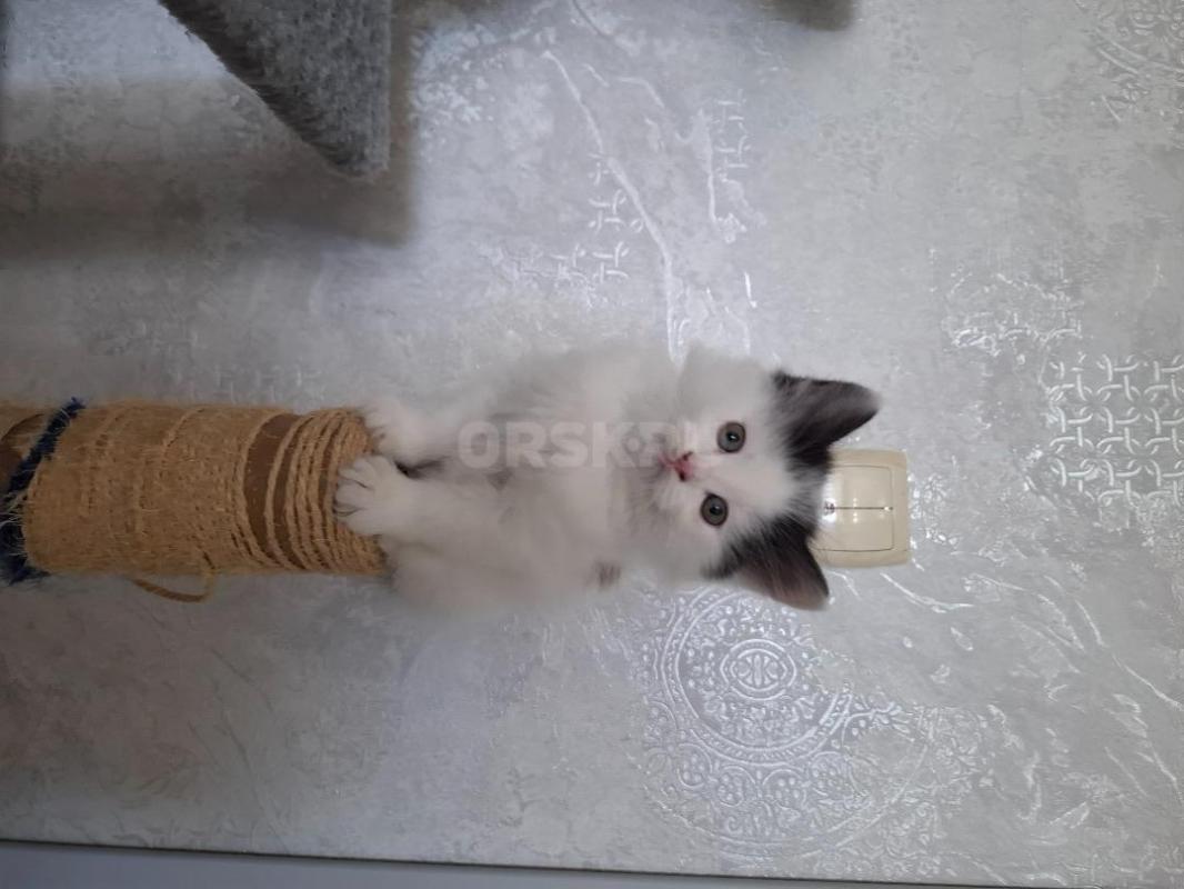 Озорные котята ищут дом. - Орск