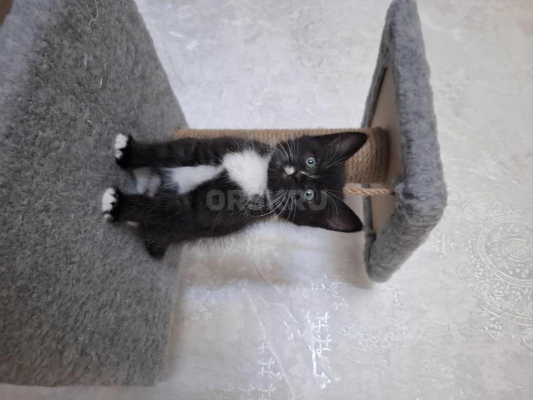 Озорные котята ищут дом. - Орск