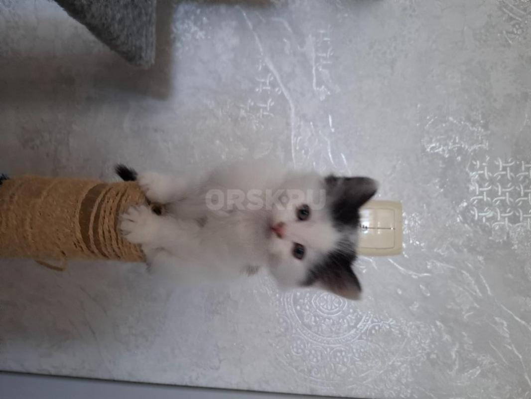 Озорные котята ищут дом. - Орск
