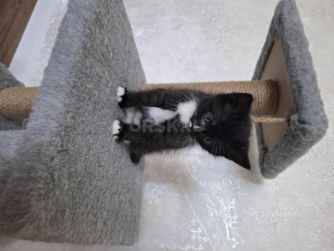 Озорные котята ищут дом. - Орск