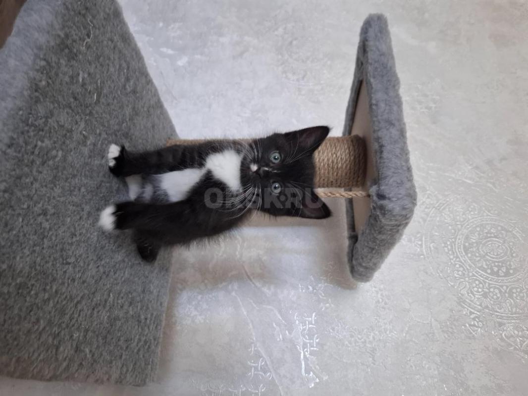 Озорные котята ищут дом. - Орск