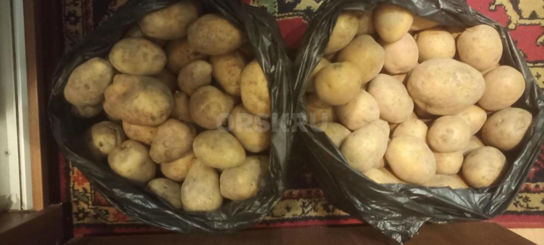 Картофель домашний 40р/кг  Огурцы 3л 250р,2л 200 р.1л 100р. - Орск