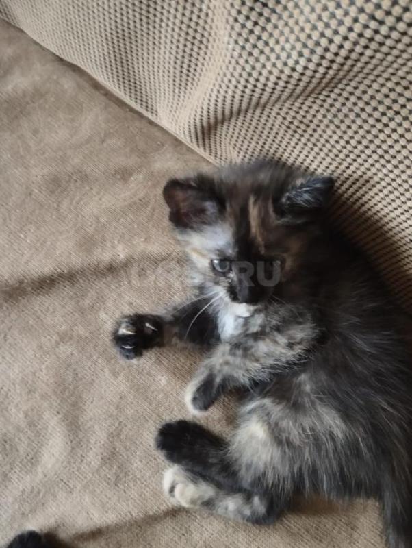 Котята в добрые руки
2 месяца, кушают, к лотку приучены - Орск