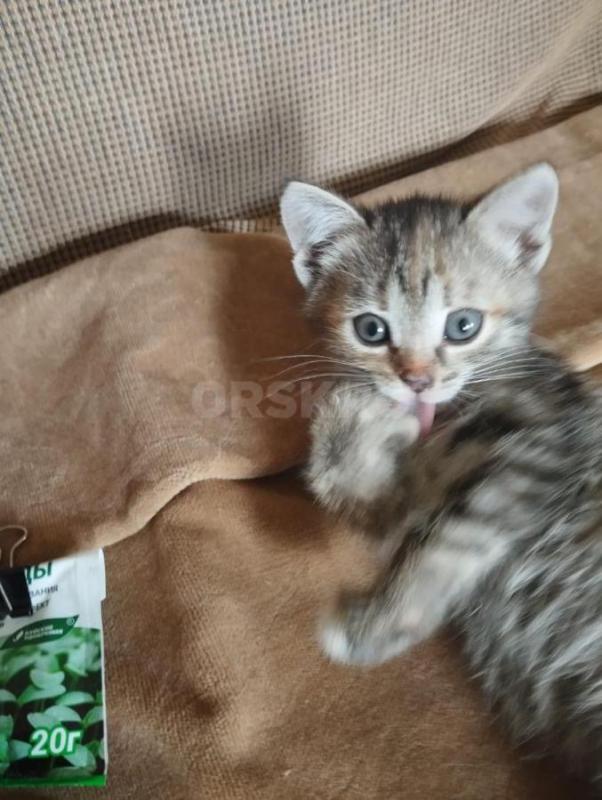 Котята в добрые руки
2 месяца, кушают, к лотку приучены - Орск