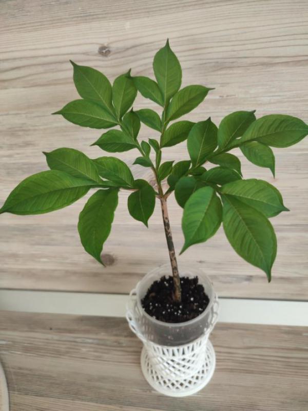 Продам редкий домашний цветок-аморфофаллус коньяк. - Орск