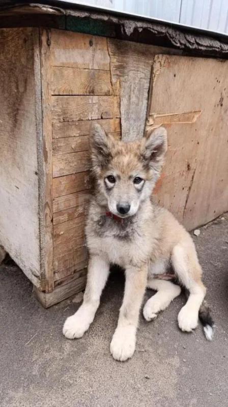 Продам щенков собаки породы ВОЛКОСОБ. - Орск