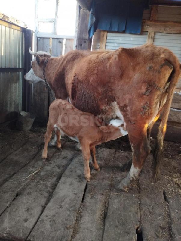 Продам корову 7 лет, полусементал, дойная и подсос, большая, спокойная, цена 105 т. - Орск