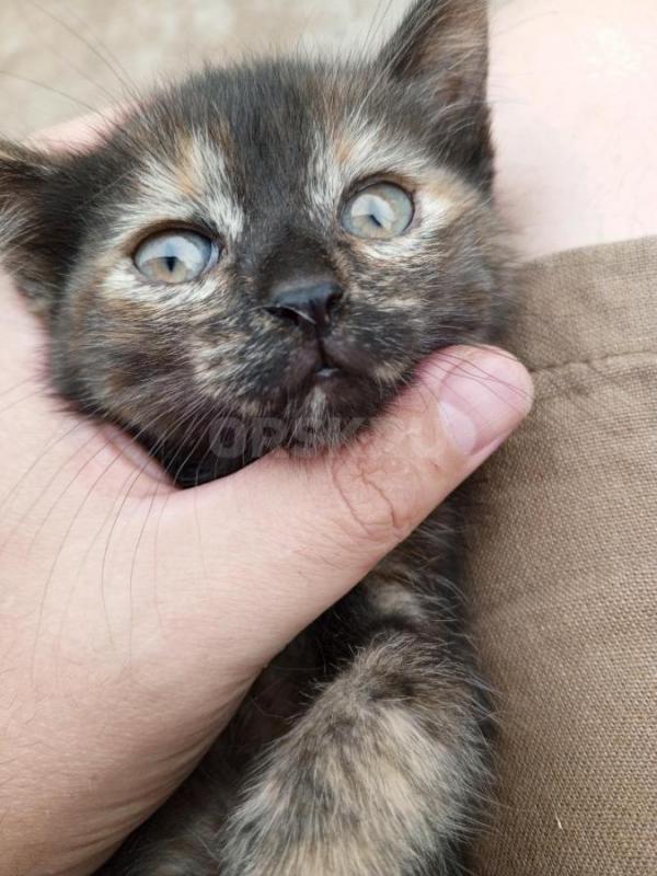 Отдам двух котят, 2 месяца, девочки, кушают, ходят на лоток - Орск