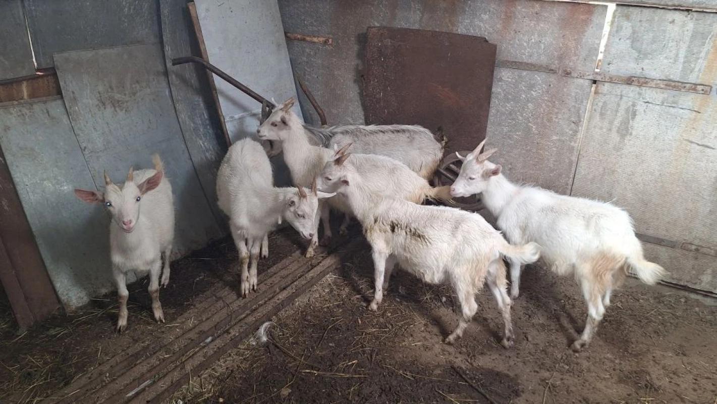 Продам 3 ( три) дойные козы и 6 (; шесть) козлят - Орск