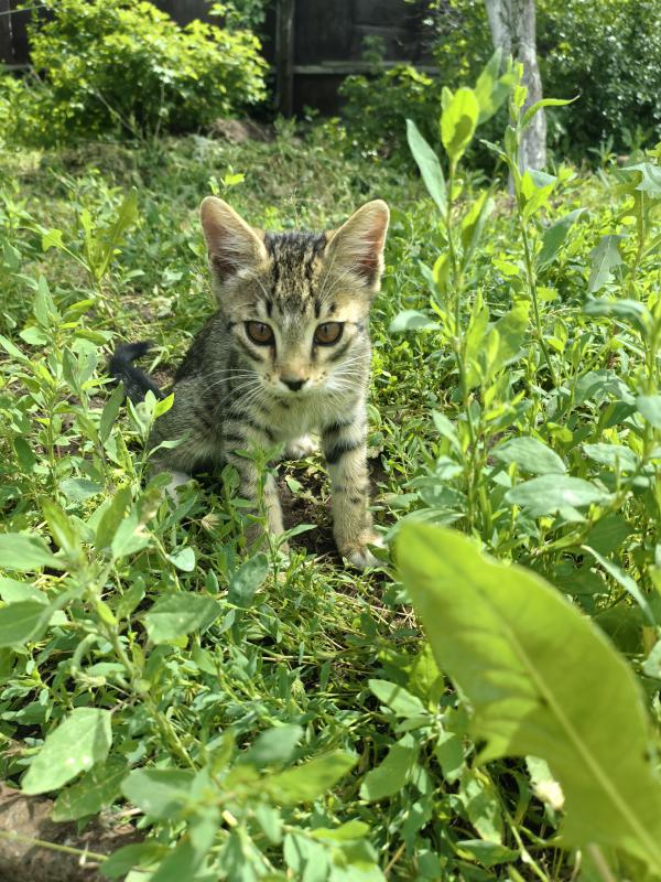 Котики от кошки-мышеловки. 3 месяца. - Орск