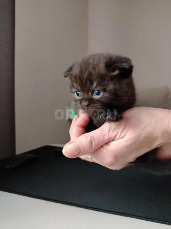 Продам породистых котят, мама вислоухая, папа британец. - Орск