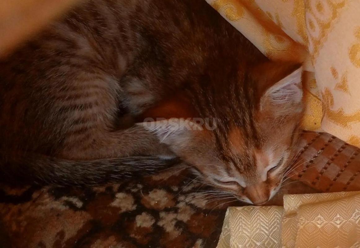 Отдам в хорошие руки замечательных котят. - Орск