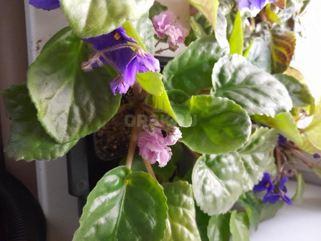 Продам фиалки - 250 р. - Орск