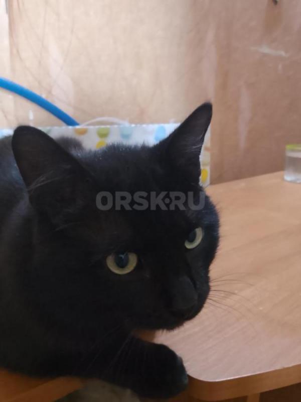 Красивый чёрный котик 7 месяцев. - Орск
