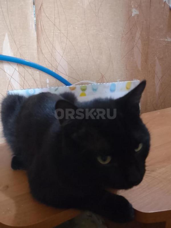 Красивый чёрный котик 7 месяцев. - Орск
